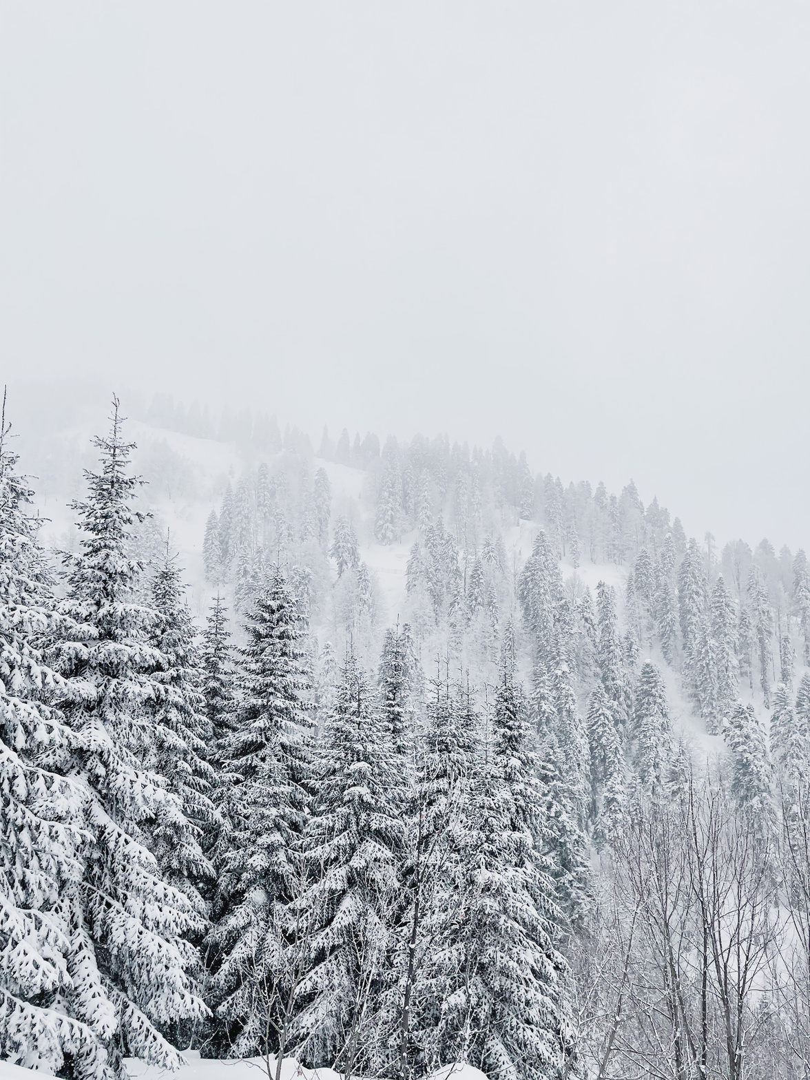 Trees in the Forest During Winter